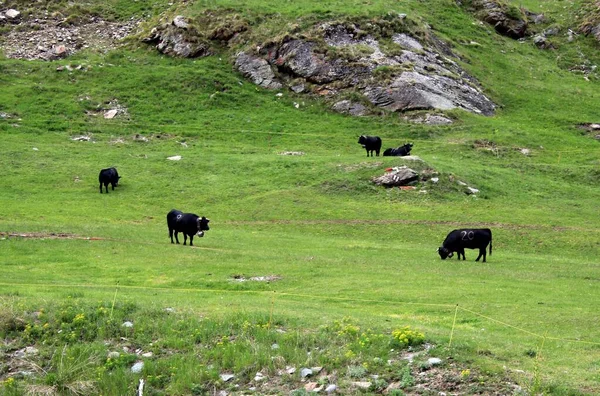 Valais Cows Alp — Stock Photo, Image