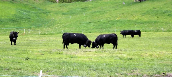 Vacas Valais Alp — Fotografia de Stock
