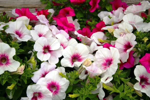 Petúnias Branco Rosa Verão — Fotografia de Stock