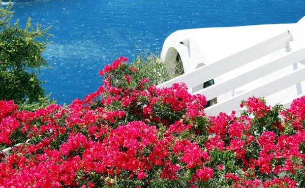 Bougainvillae Casas Grecia — Fotografia de Stock