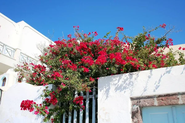 Bougainvillae Και Σπίτια Στην Ελλάδα — Φωτογραφία Αρχείου