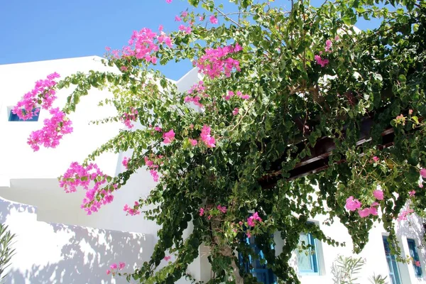 Bougainvillae ve Yunanistan 'da evler