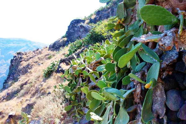 Kakteen Auf Der Klippe — Stockfoto