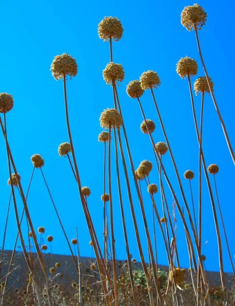 Mavi Gökyüzüne Karşı Top Çiçekleri — Stok fotoğraf