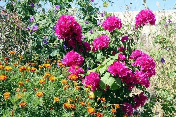 Flores Coloridas Grecia — Fotografia de Stock