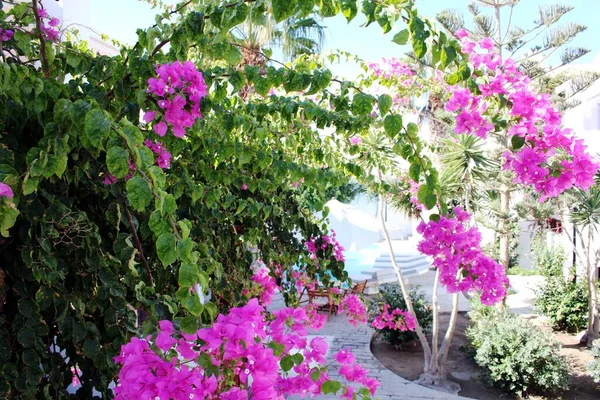 Roze Bloeiende Bougainvillea Middellandse Zee — Stockfoto