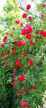 Çardakta kırmızı gül yaprakları