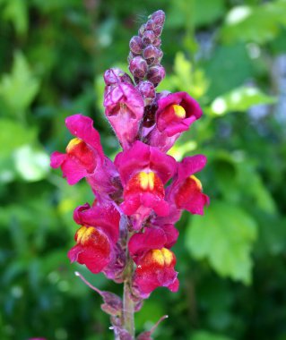 Yazın pembe çiçek açan aslanağzı.