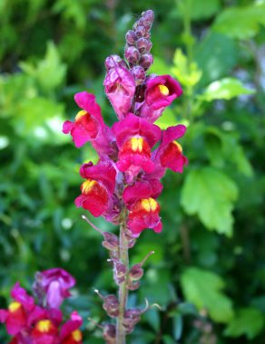 Yazın pembe çiçek açan aslanağzı.