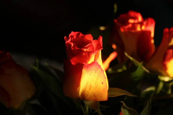 Rosenblätter Gelb Rot — Stockfoto