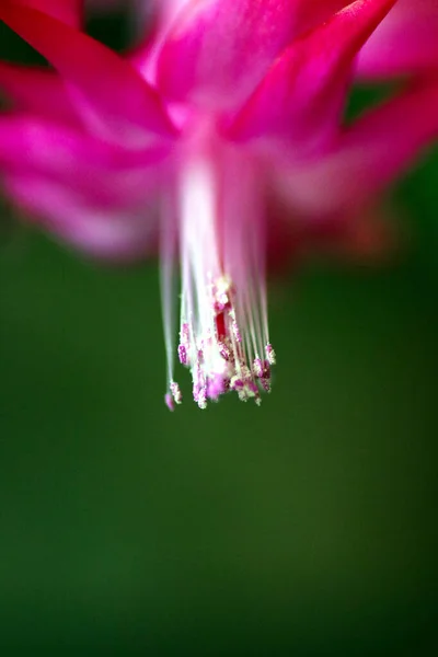 Fioritura Del Cactus Natale — Foto Stock