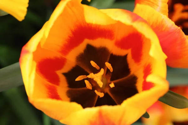 Апельсиново Желтые Цветы Тюльпанов — стоковое фото