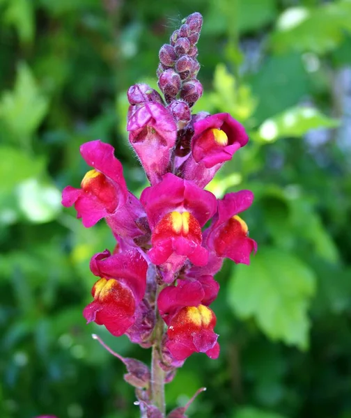 Pink Blooming Snapdragon Summer — Stock Photo, Image