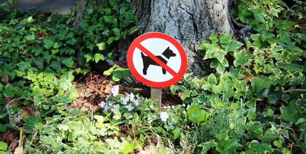 Kutyákat Tiltó Jel Erdőben — Stock Fotó