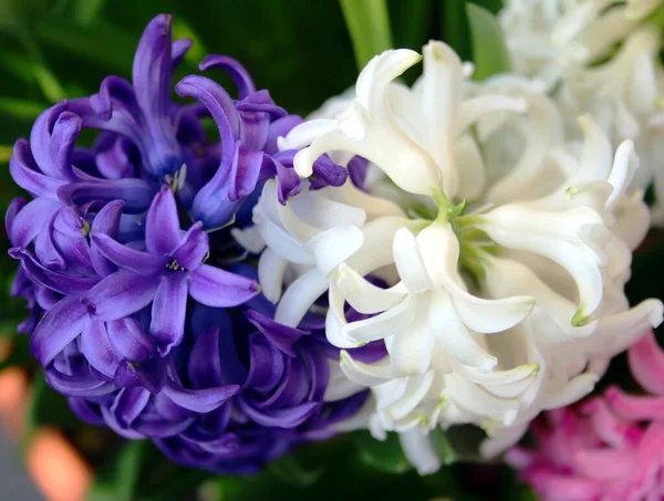 Flores Jacinto Colores Cerca — Foto de Stock