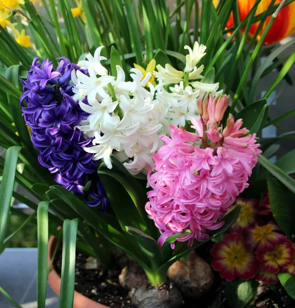 Barevné Hyacintové Květy Zblízka — Stock fotografie