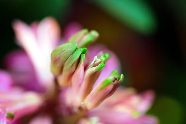 Fleurs Jacinthe Colorées Près — Photo