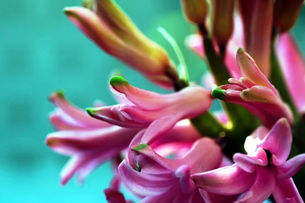 Colorful Hyacinth Flowers Close — Stock Photo, Image