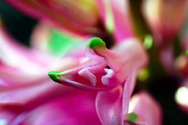 Flores Jacinto Coloridas Perto — Fotografia de Stock