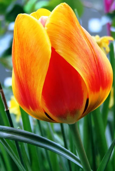 Fiori Tulipano Giallo Arancio — Foto Stock