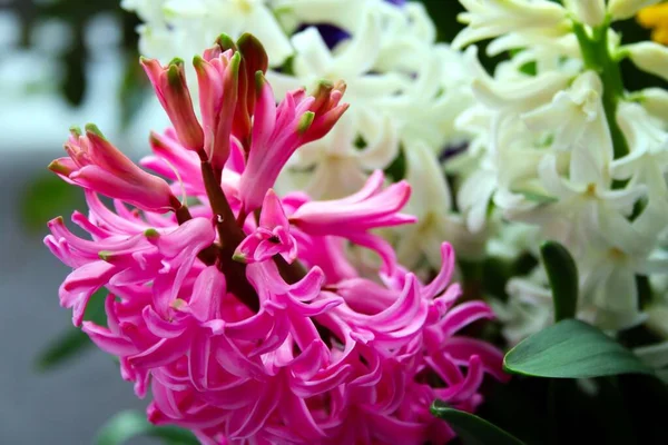 Barevné Hyacintové Květy Zblízka — Stock fotografie