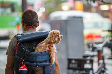 Erkekler sırt çantası sırt içinde bir köpek var. Tokyo, Japonya. 18 Temmuz 2017