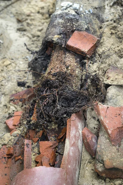 Old Sewer Pipe Line Completely Full of Invasive Tree Roots Close — Stock Photo, Image