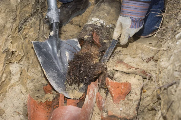 Raíces de árboles Completamente llenando la antigua línea de tuberías de alcantarillado de terracota — Foto de Stock