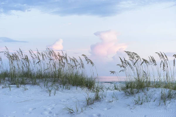 Pastel Sunset at Florida Beach Scene with Sea Oats and Sand Dunes