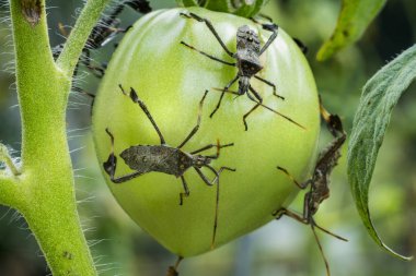 Adult Leaf Footed Bugs on Tomatoes clipart