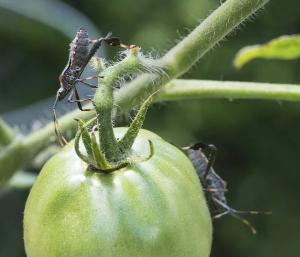 List Footed Bug zahrada škůdce detailní makro — Stock fotografie