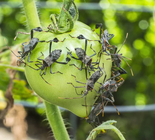 Leaf-footed Bugs Feeding on Tomato in the Garden