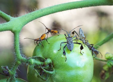 Leaf Footed Bug and Orange Nymph on Green Tomato clipart
