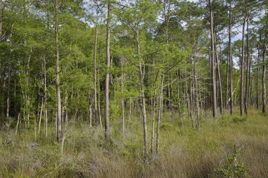Tarkiln Bayou koru State Park 