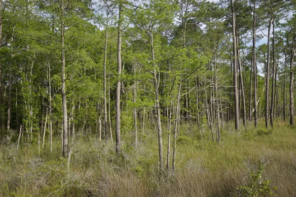 Tarkiln Bayou koru State Park 