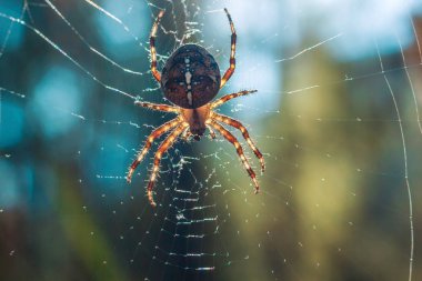 Örümcek av teknikleri. yakın çekim makro