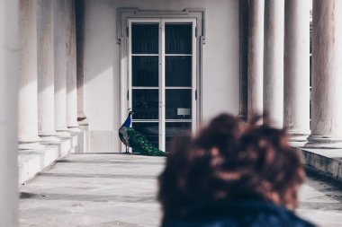 Bulanık kadın Polonya'da Varşova Łazienki veya Royal banyoları parkında tavus kuşu arıyor