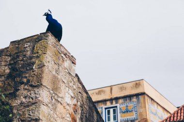 Lizbon, Portekiz eski Kalesi'nde peacock.