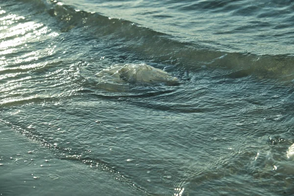 Medusas muertas en el agua cerca de la playa . — Foto de Stock