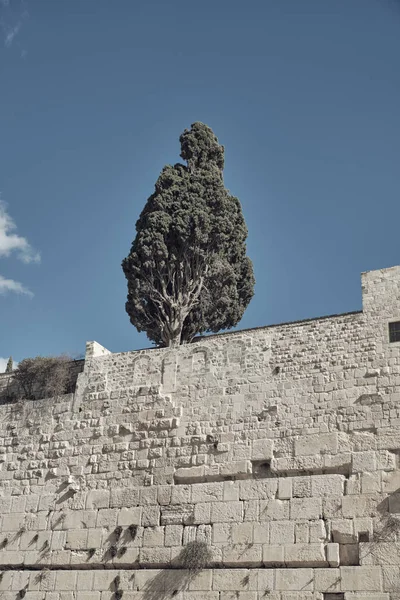 Drzewo na szczycie muru - Jerozolima, Izrael. — Zdjęcie stockowe