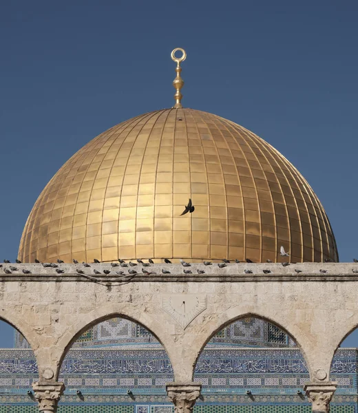 Kallion kupoli temppelivuorella Jerusalemissa kyyhkysen lentäessä . — kuvapankkivalokuva