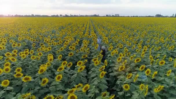 Children outdoors, aerial view of sisters with brother on field with sunflowers enjoy fresh air — Stockvideo