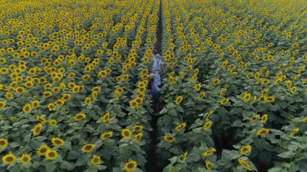 jouissant de la liberté, prise de vue aérienne d'enfants drones marchant le long de prairie avec des tournesols 