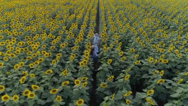 Enjoying freedom, aerial shooting from drone children walking along meadow with sunflowers — Stockvideo