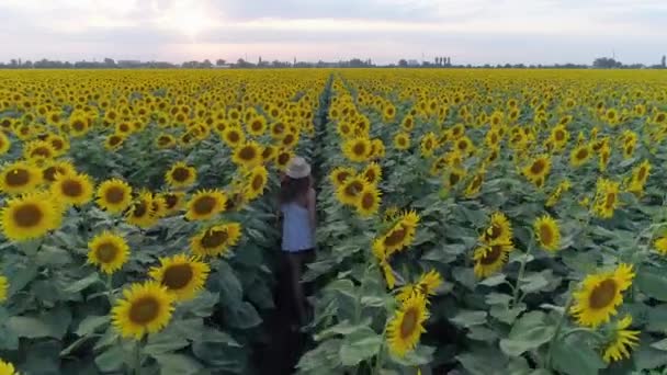 Disfrutando de vacaciones, vídeo aéreo de chica corriendo se divierte en el campo con girasoles en verano — Vídeos de Stock