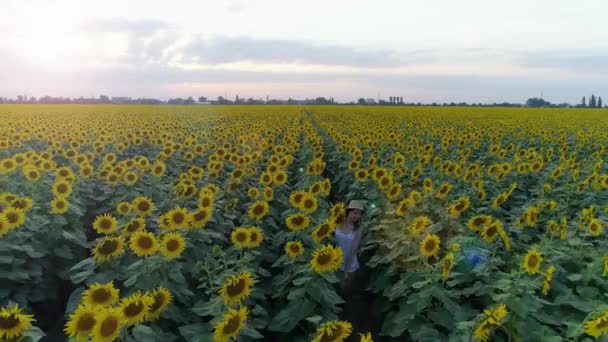 Menina feliz corre entre linhas de girassóis ao ar livre durante as férias de verão, tiro aéreo de drone — Vídeo de Stock