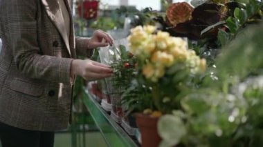 flower shop, professional female florist gardener working in greenhouse and examining condition of ornamental plants in pots, close-up