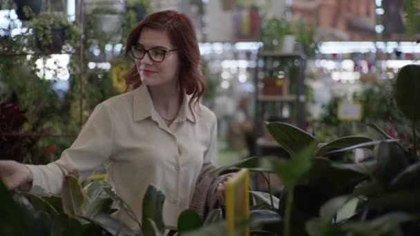 Милая молодая женщина в магазине выбирает горшок с декоративным цветущим цветком для домашнего декора в отделе комнатных растений в супермаркете — стоковое видео