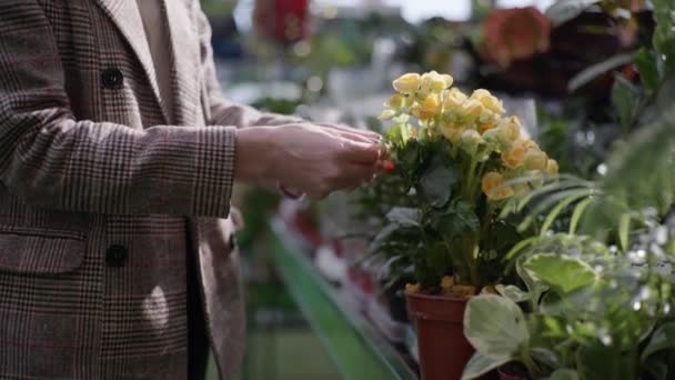 Kobieta kupująca, ogrodnik wybiera kwitnącą roślinę w doniczce do dekoracji domu lub biura w szklarni kwiaciarni na tle półek z zielonymi roślinami, ręce zbliżenie — Wideo stockowe