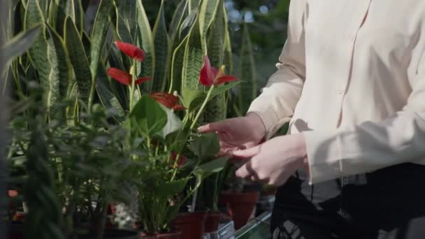 若い女性社員花屋の花屋として働き幸せなセールスマネージャーは花屋の棚の上の装飾鉢植えの花を検査し、クローズアップ — ストック動画